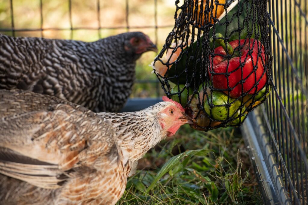 Texas Haynet Busy Bag Chicken Feeder