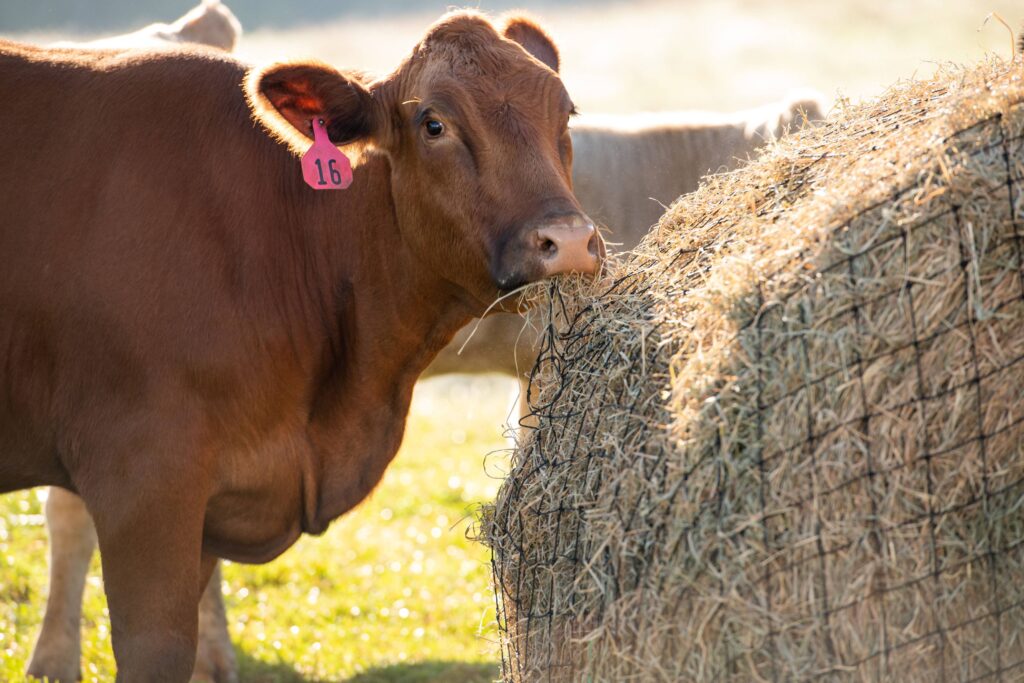 Texas Haynet Livestock Bale Net