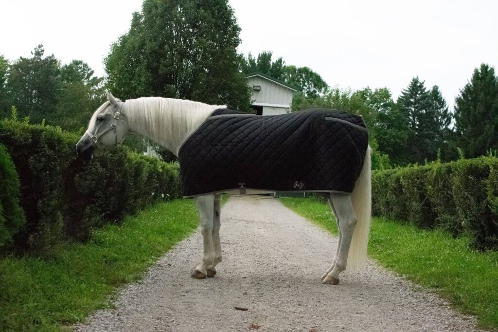 Tuffrider Shelter Closed Front Medium Weight Stable Blanket