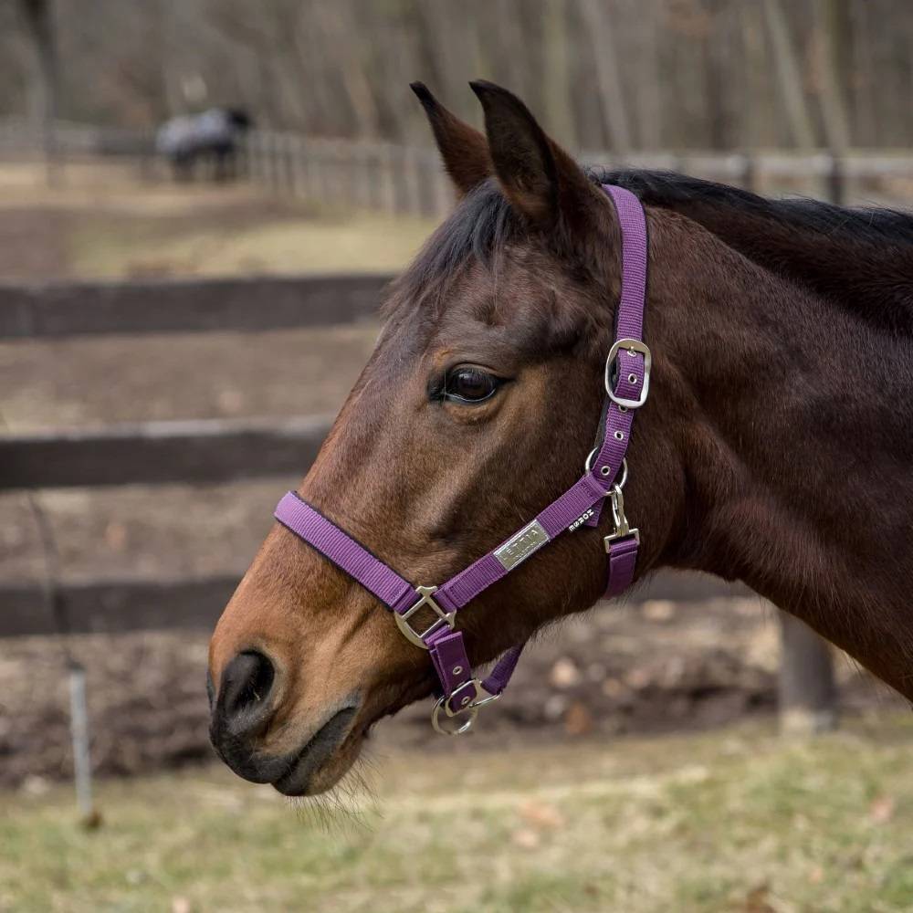 Lettia Equifine Breakaway Halter
