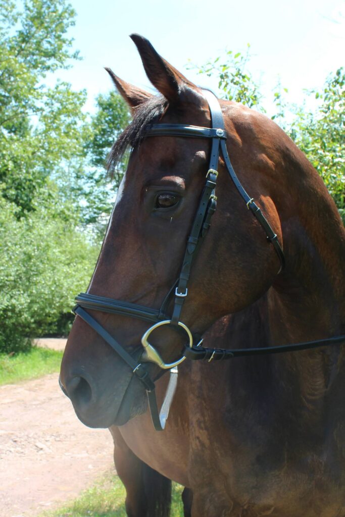 Henri De Rivel Pro Dressage Bridle With Flash And Web Reins