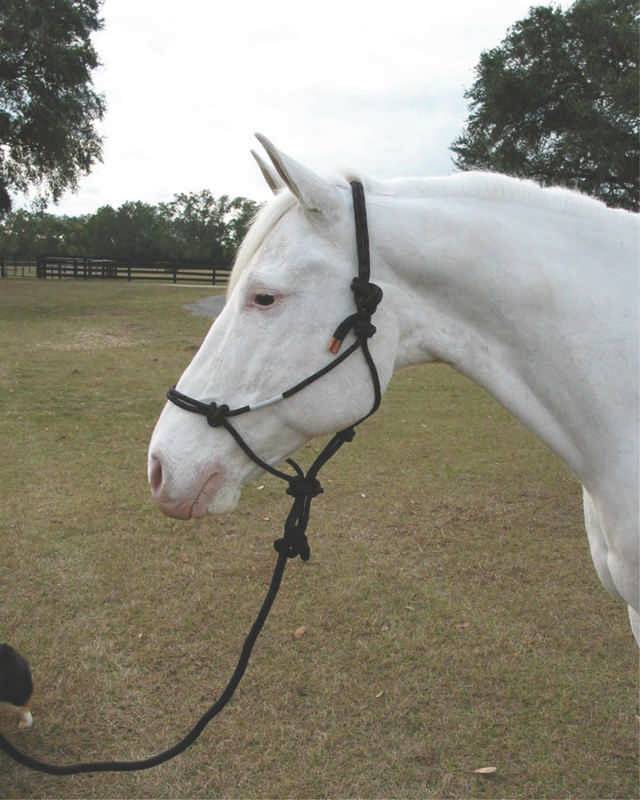 Hamilton Knotted Rope Halter With Matching Lead For Horses