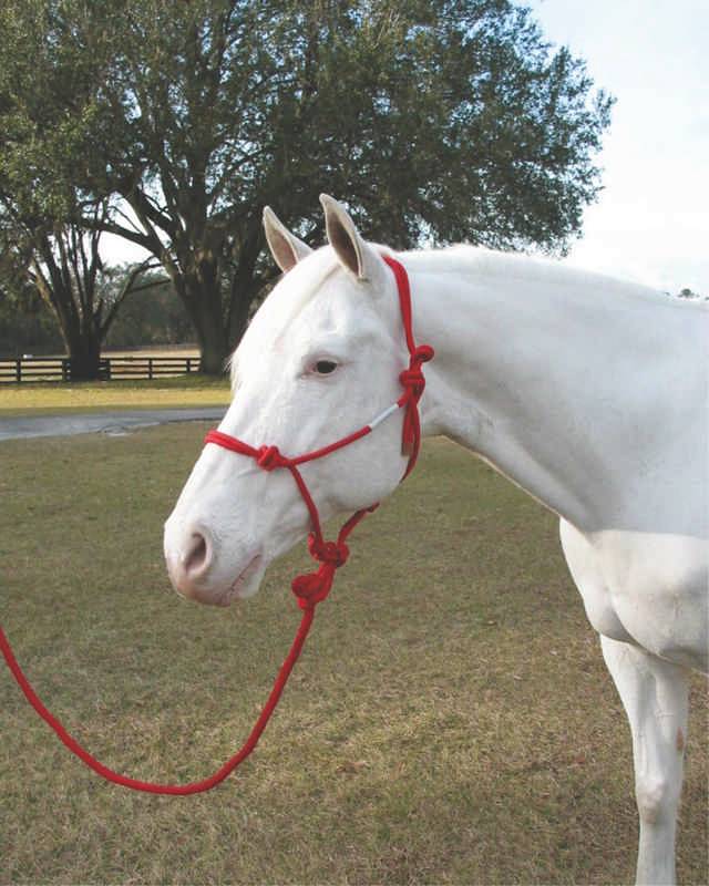 Hamilton Knotted Rope Halter With Matching Lead For Horses