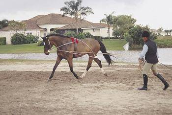 Pessoa Lunging System