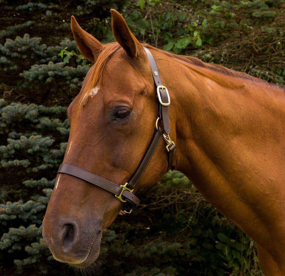 Henri De Rivel Advantage Leather Halter