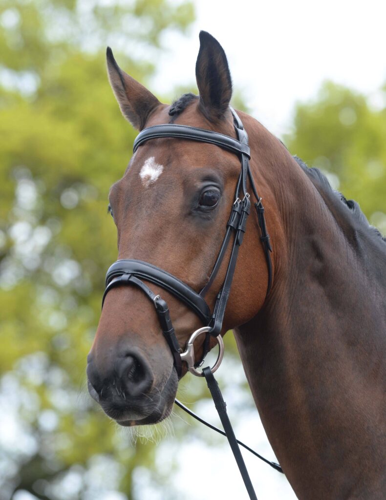 Kincade Padded Headpiece Flash Bridle